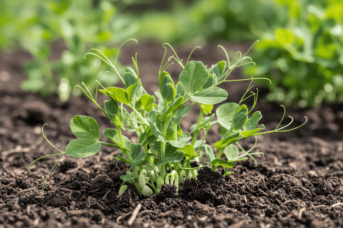 What to Plant in Autumn in Australia: Best Vegetables for a Productive Garden - Gardening Downunder