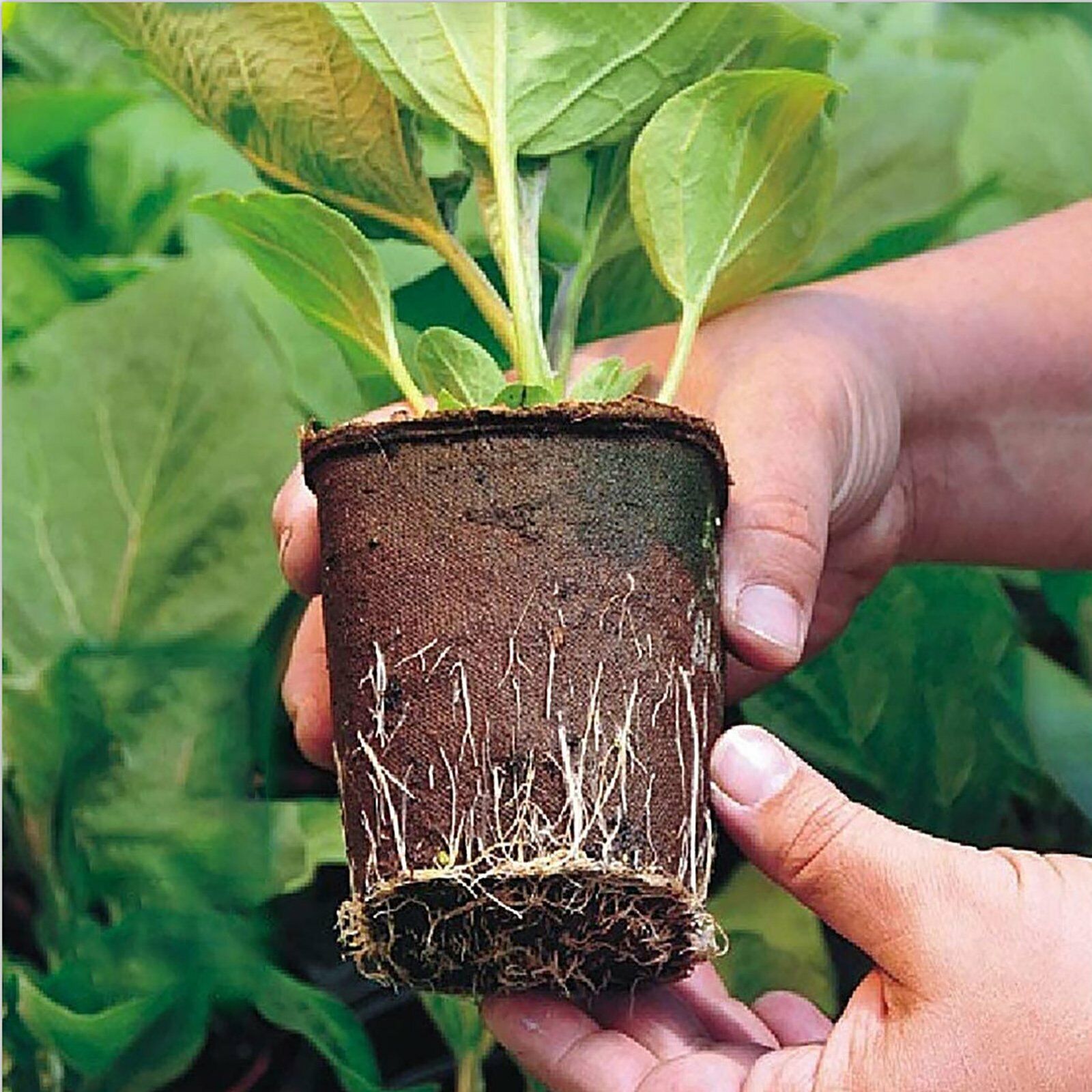 10pcs Biodegradable Seedling Trays – 12 - Hole Garden Starter - Gardening DownunderHome & Garden > Garden Tools > Gardening Tools