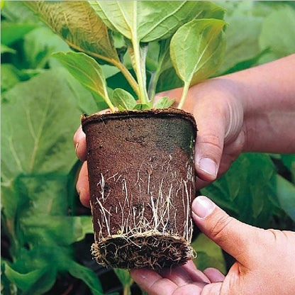 10pcs Biodegradable Seedling Trays – 12 - Hole Garden Starter - Gardening DownunderHome & Garden > Garden Tools > Gardening Tools