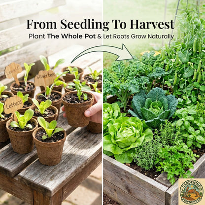 6.5cm Biodegradable Coir Seedling Pots – 8 Pack - Gardening Downunder