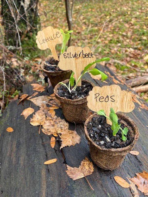 6.5cm Biodegradable Coir Seedling Pots – 8 Pack - Gardening Downunder