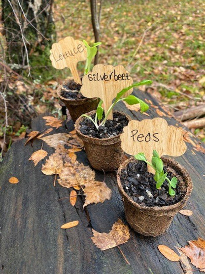 6.5cm Biodegradable Coir Seedling Pots – 8 Pack - Gardening Downunder