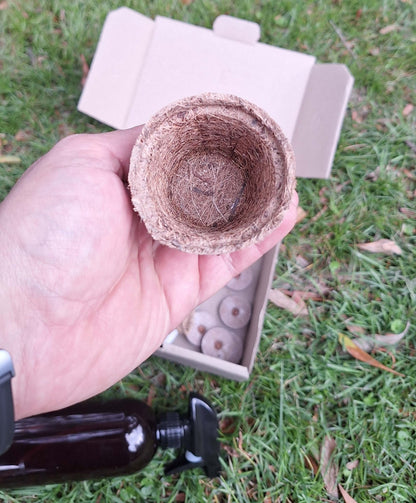 Eco-Friendly Beginner Seed Starting Kit - Gardening Downunder