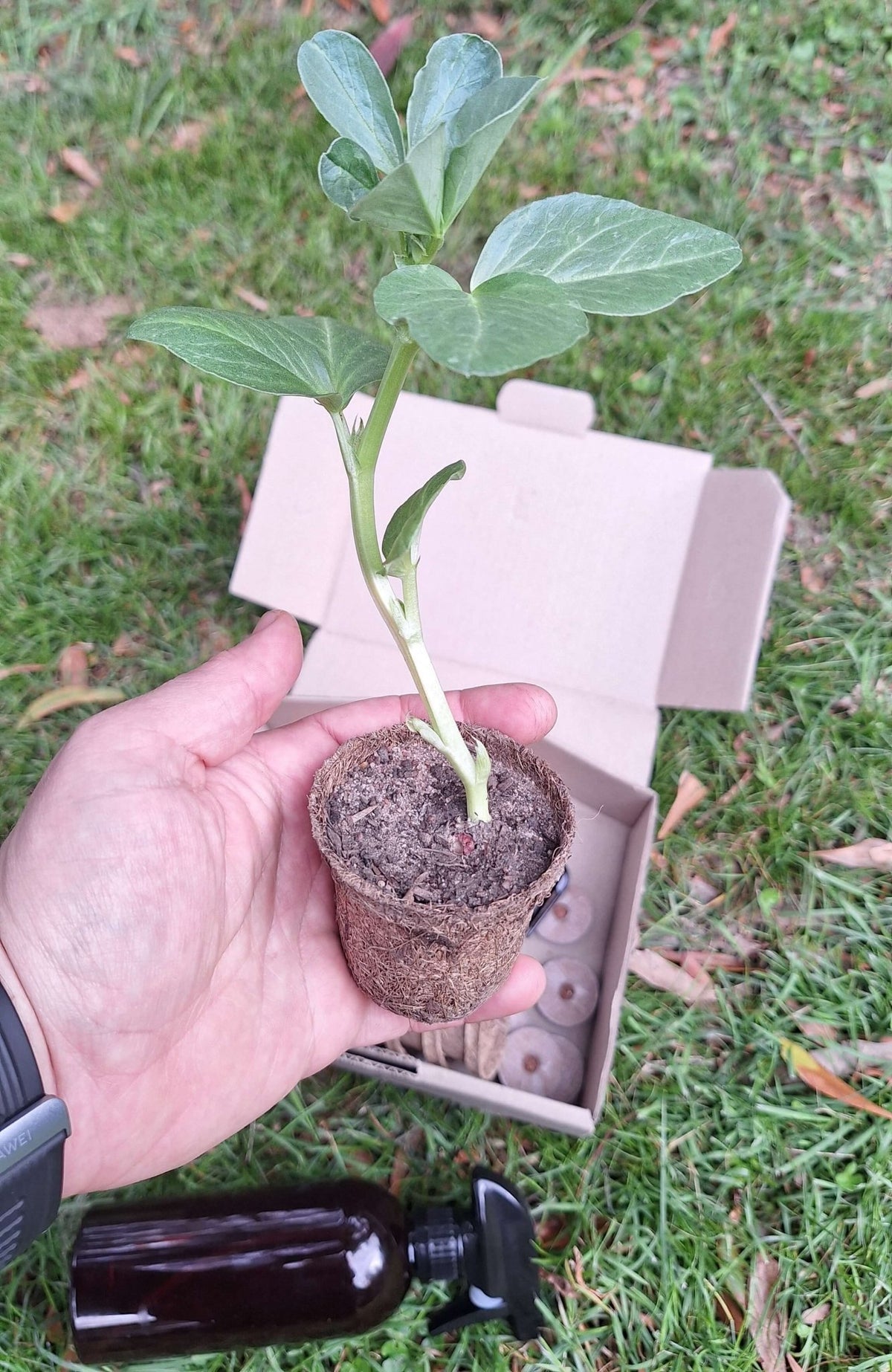Eco-Friendly Beginner Seed Starting Kit - Gardening Downunder