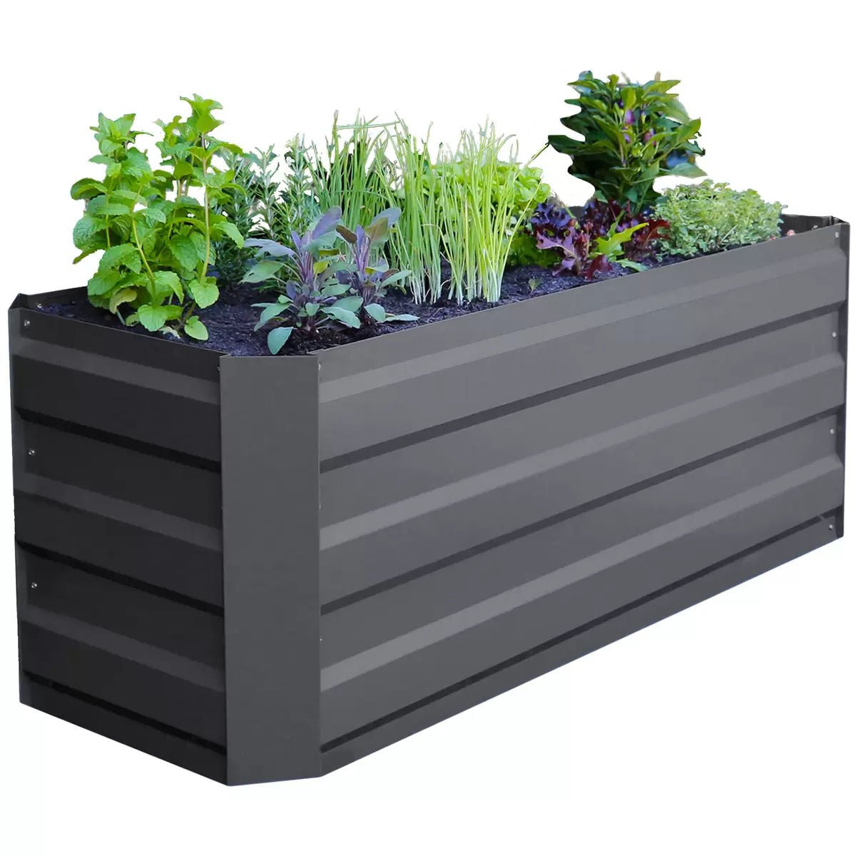 Black metal rectangular planter with green plants on a white background